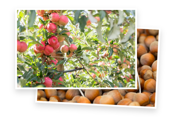 Red apples on a tree and hazelnuts in a bowl