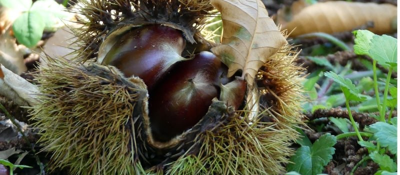 Buffalo Queen, De Bouche, Purdens Pride, Spanish Red, DeCoppi and MP2 Chestnuts 3 Chestnuts in a Bur