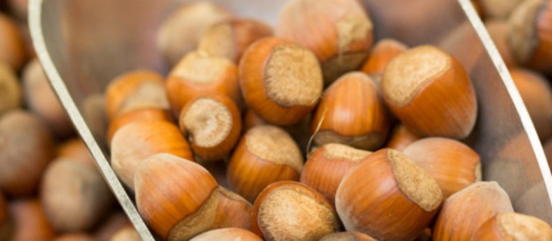 Premium quality local hazelnuts Sccop of Hazelnuts